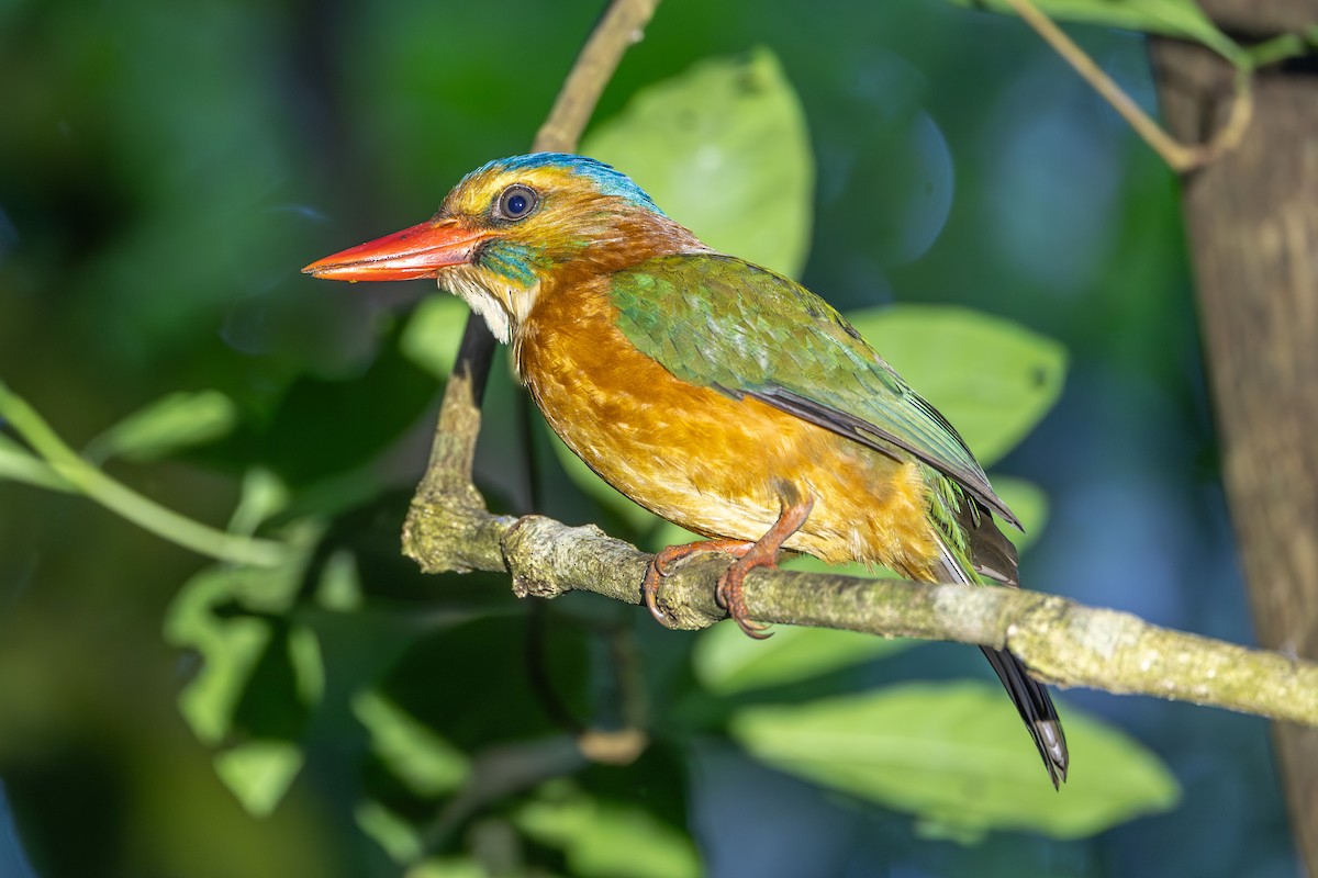 Green-backed Kingfisher - ML646635788