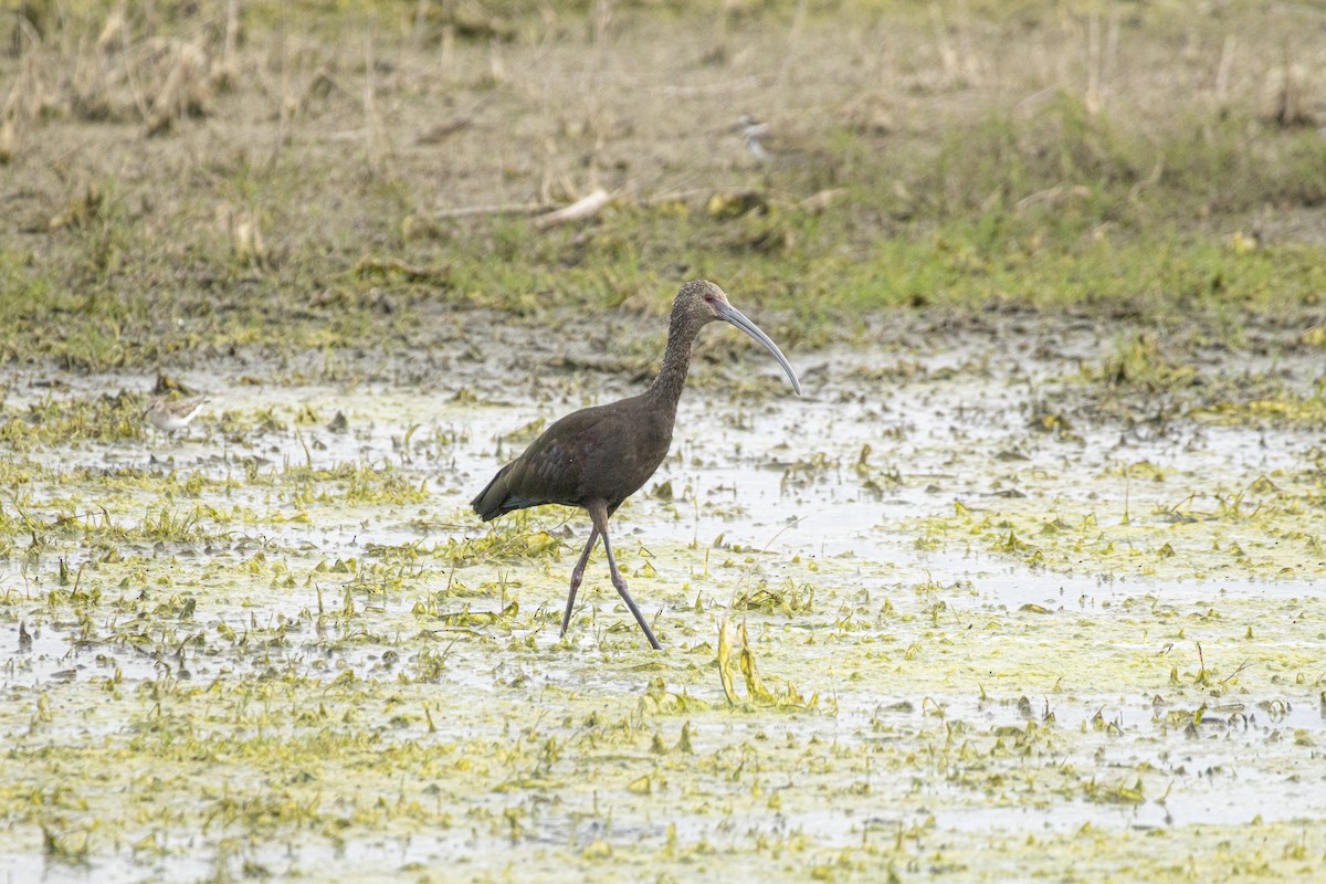 White-faced Ibis - ML646635791