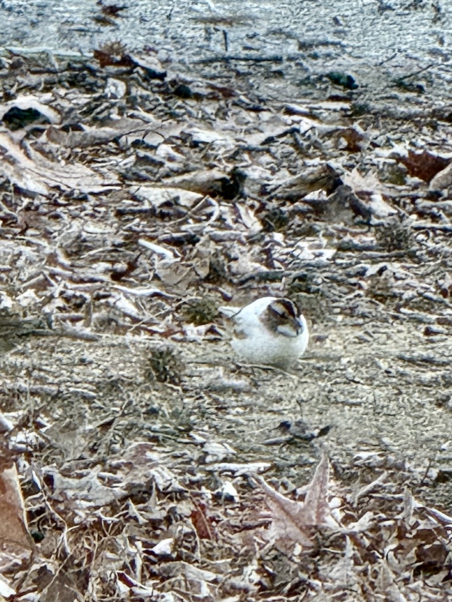 White-throated Sparrow - ML646635792