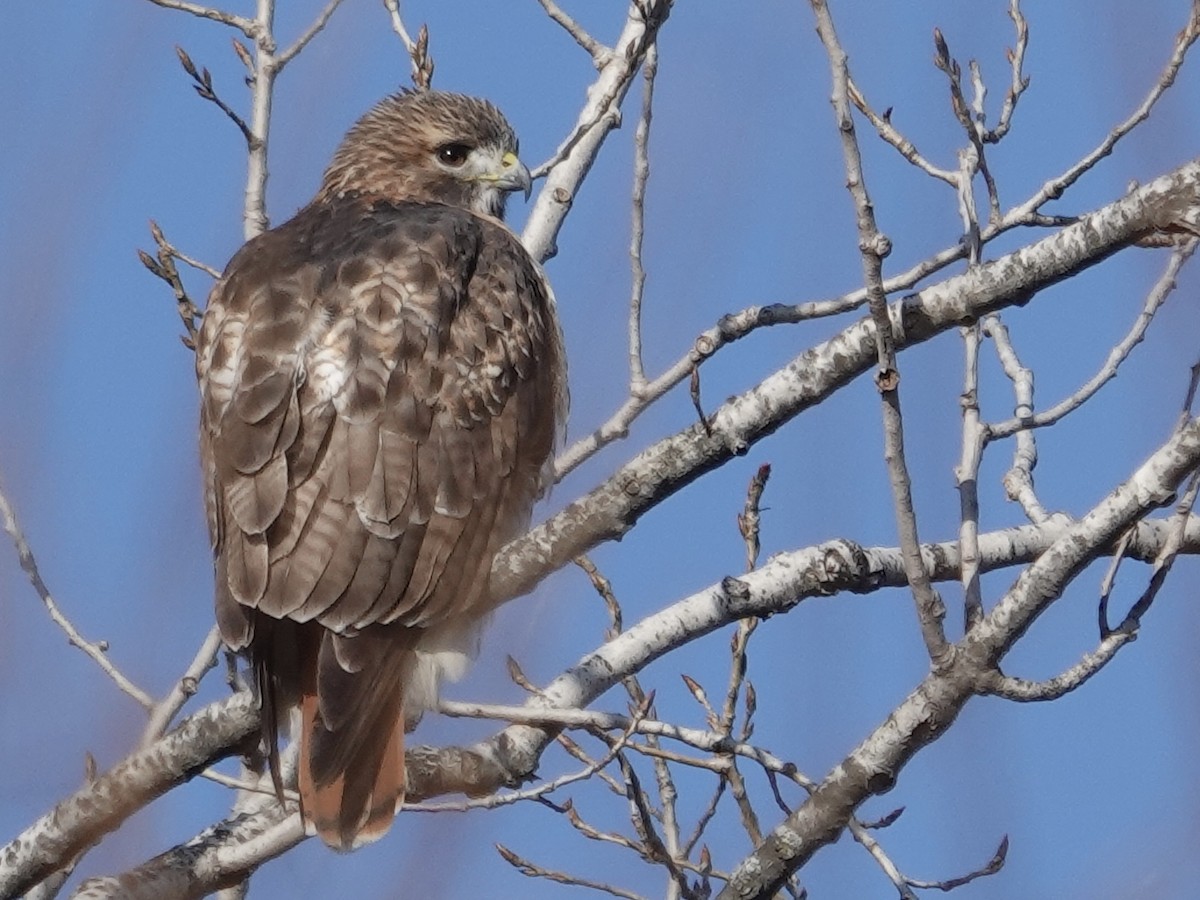 Red-tailed Hawk - ML646635793
