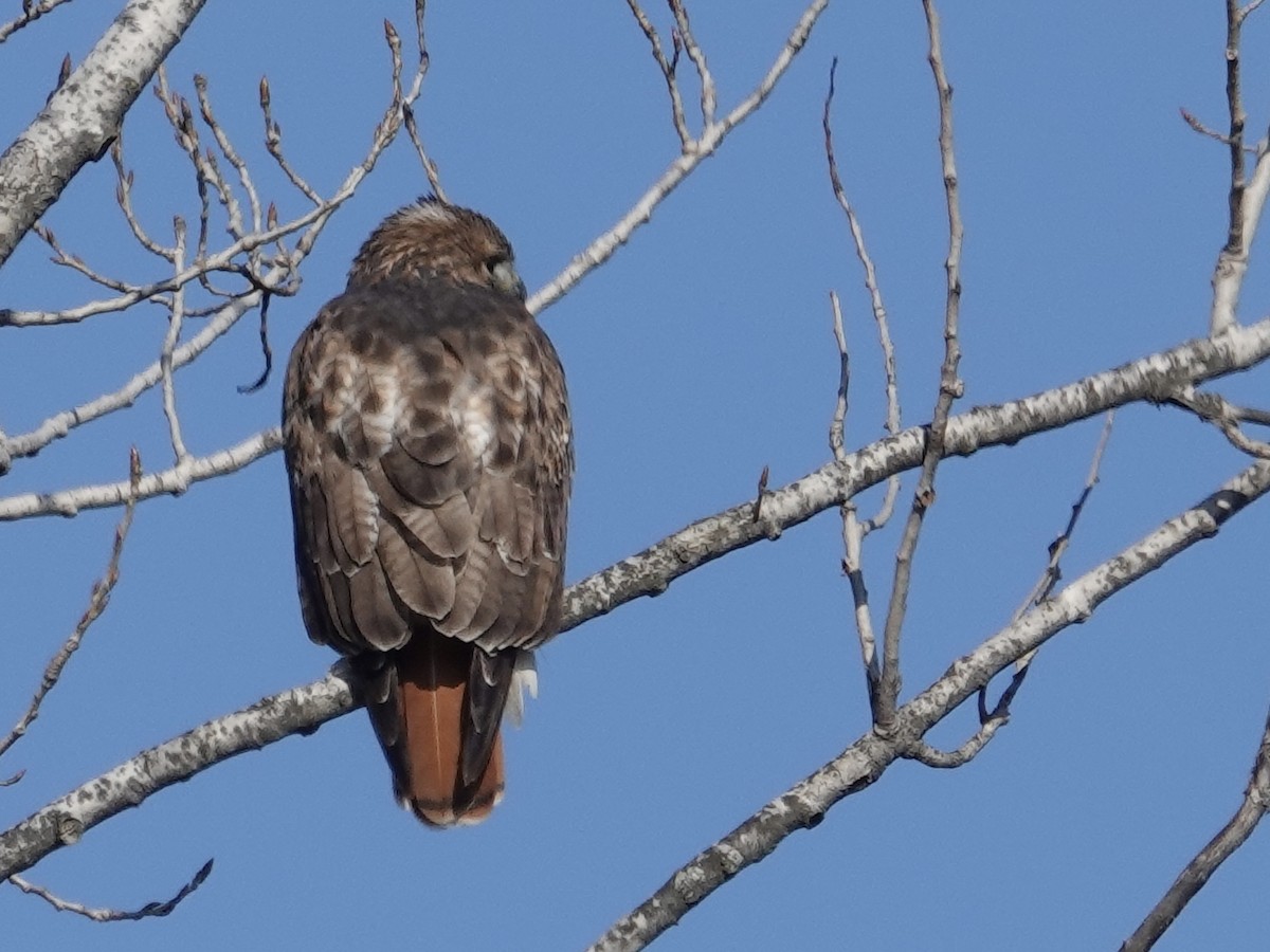 Red-tailed Hawk - ML646635795