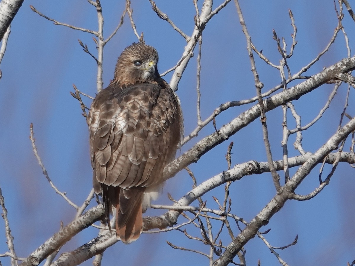 Red-tailed Hawk - ML646635796