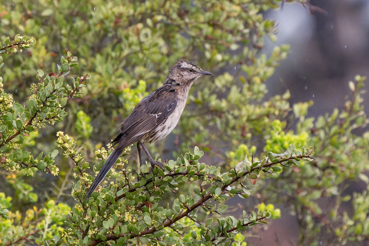 Chilean Mockingbird - ML646635797