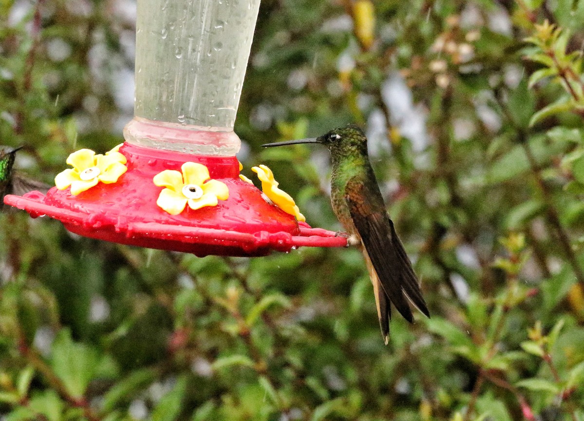 fiolettstrupeinka - ML646635798