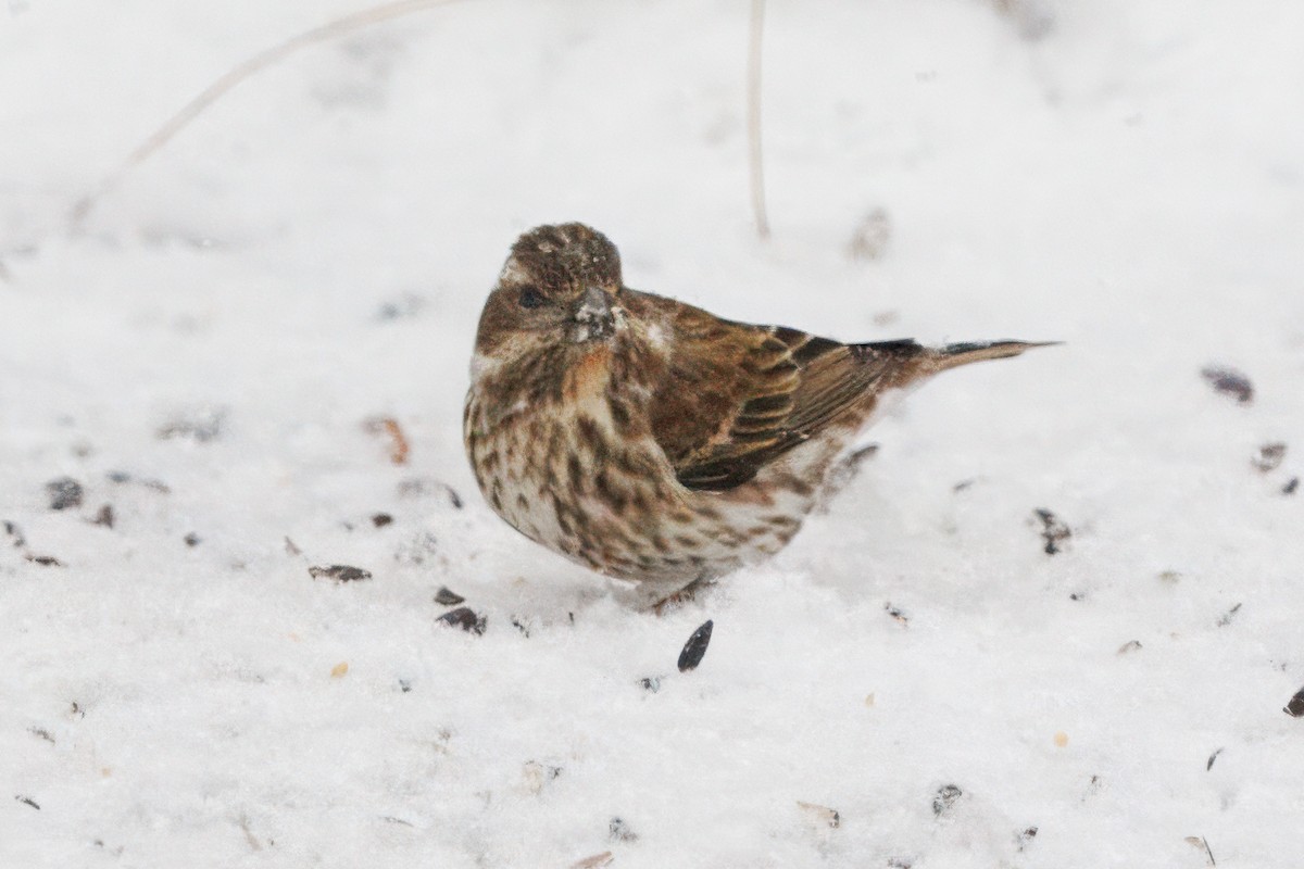 Purple Finch - ML646635800