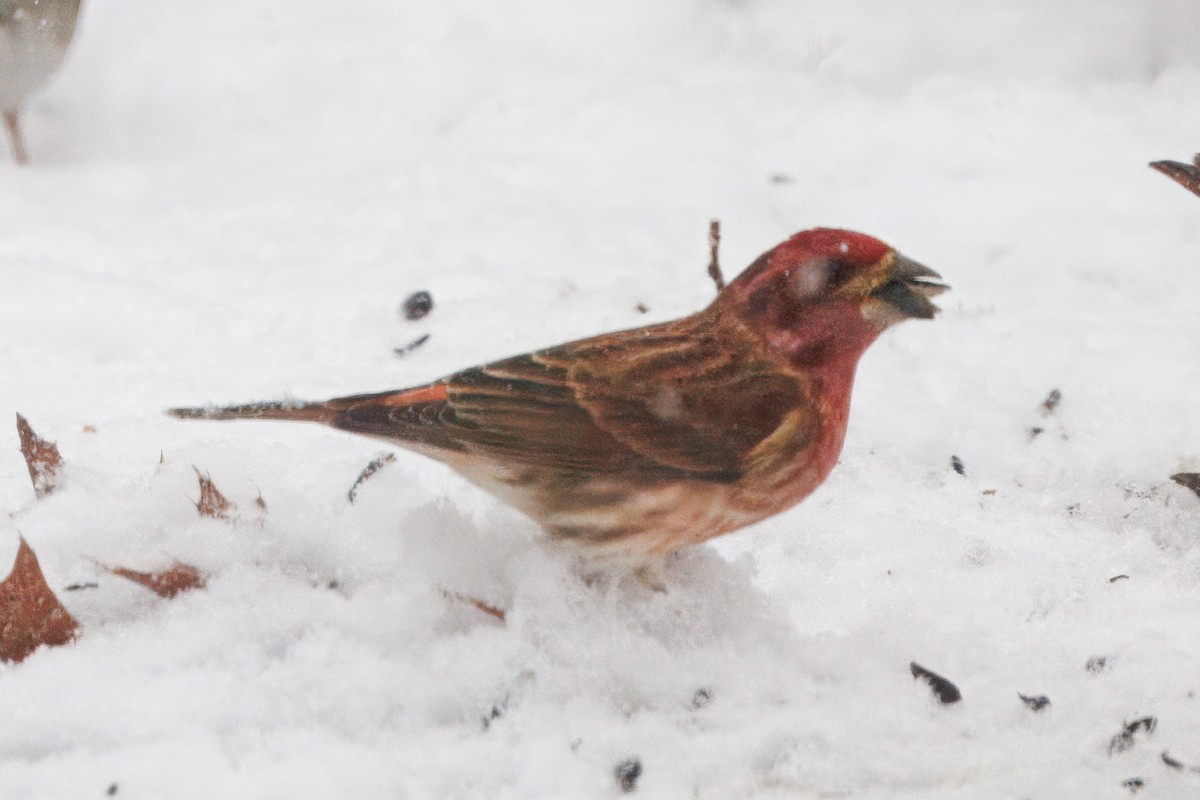 Purple Finch - ML646635801