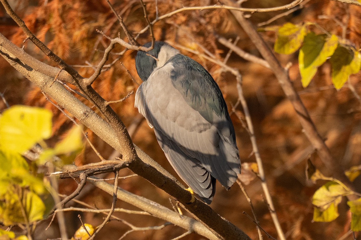 Black-crowned Night Heron - ML646635804