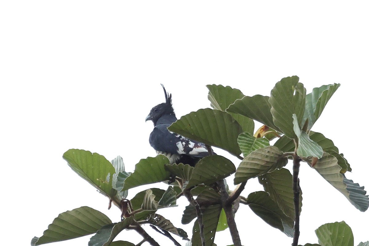 Black Baza - ML646635805