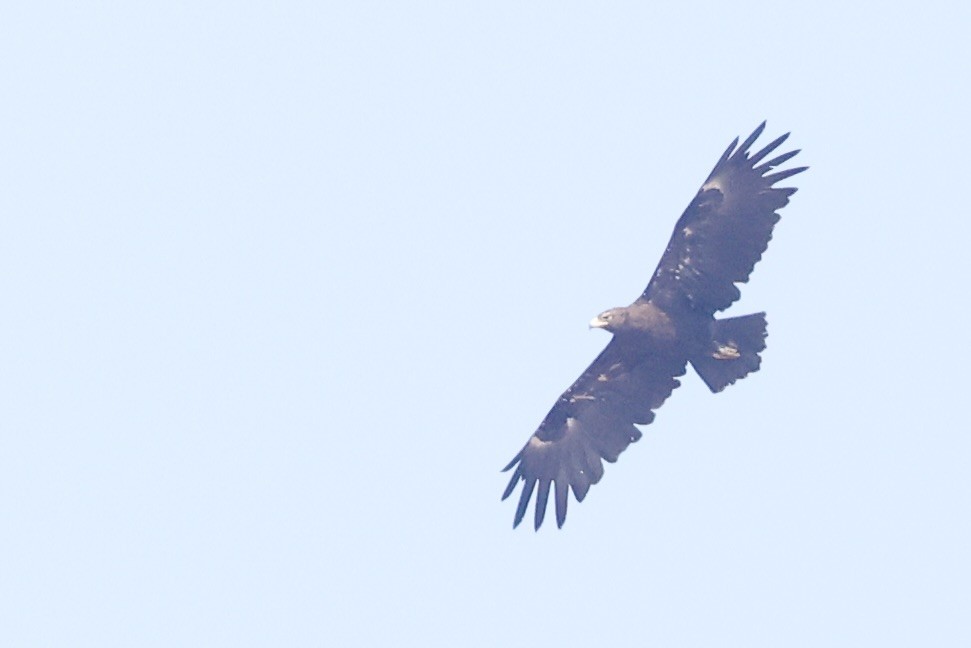 Greater Spotted Eagle - ML646635806
