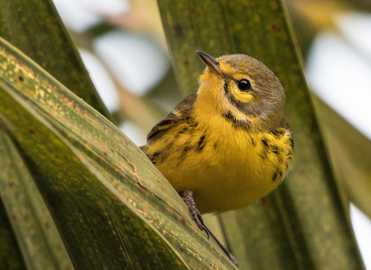Prairie Warbler - ML646635808