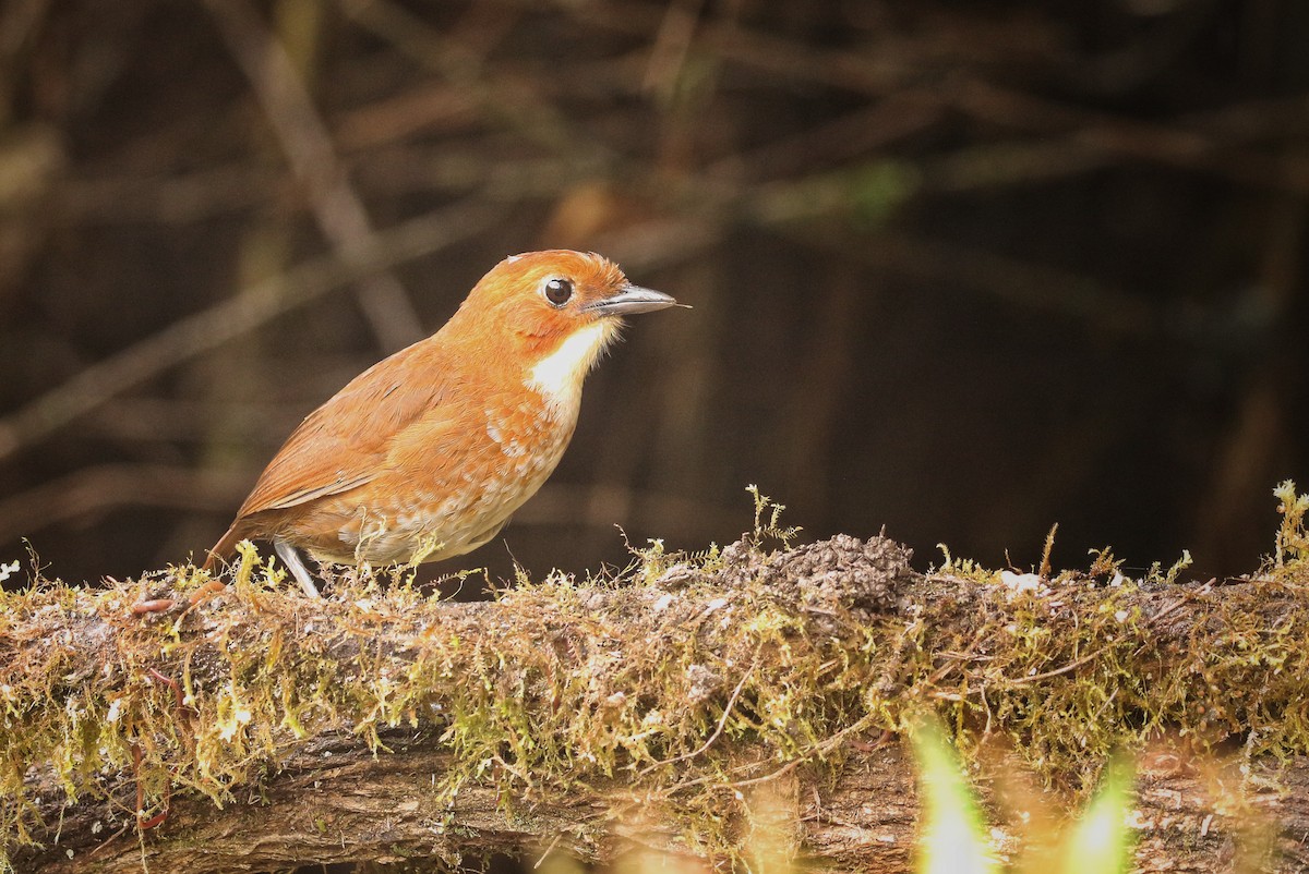 rødmaurpitta - ML646635811