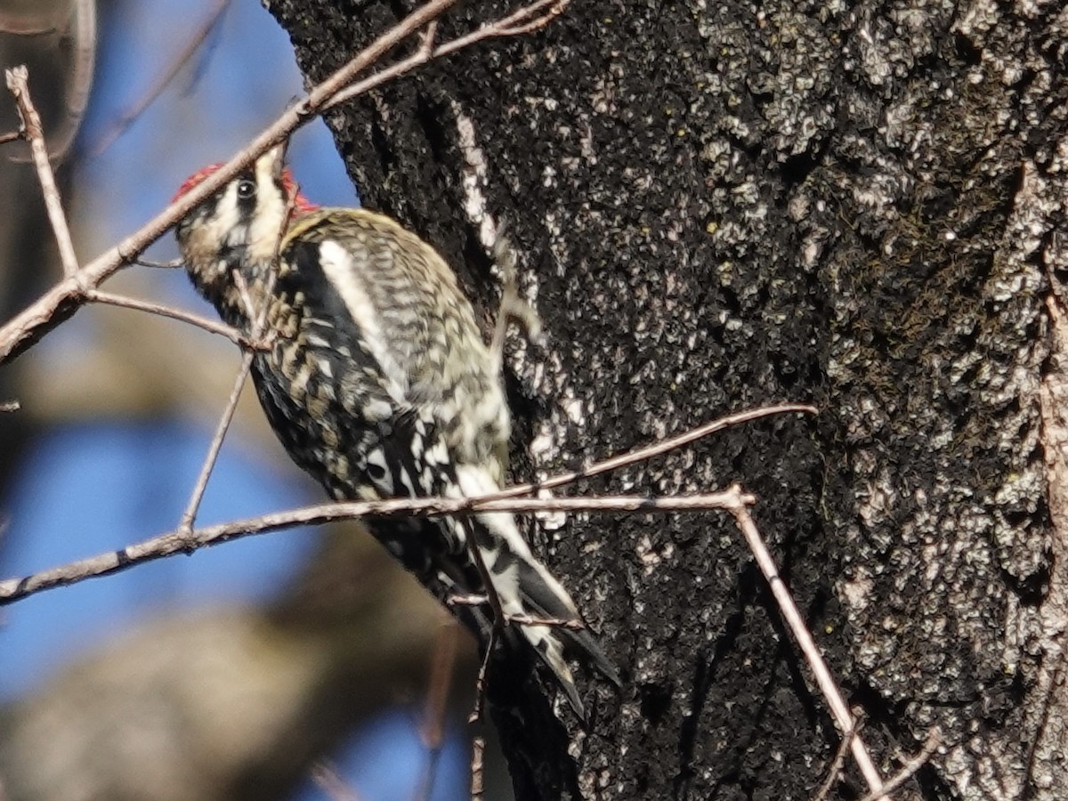 Yellow-bellied Sapsucker - ML646635813