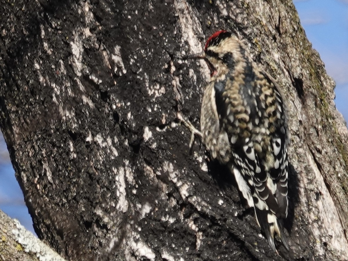 Yellow-bellied Sapsucker - ML646635814