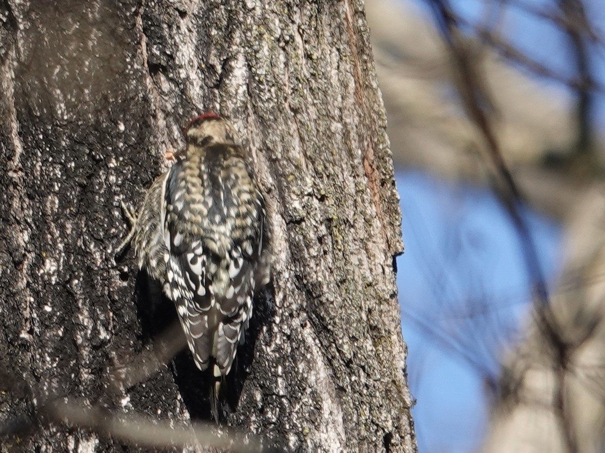 Yellow-bellied Sapsucker - ML646635815