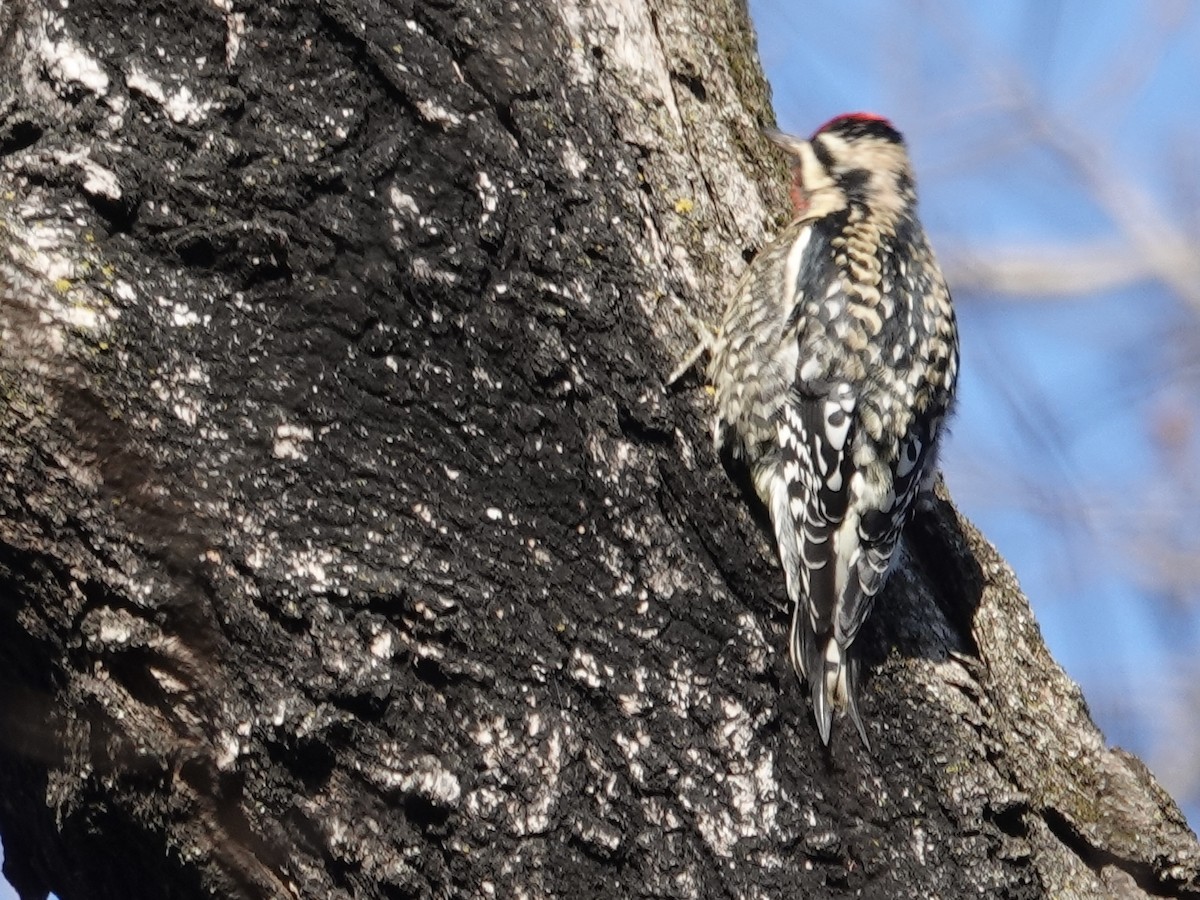 Yellow-bellied Sapsucker - ML646635816