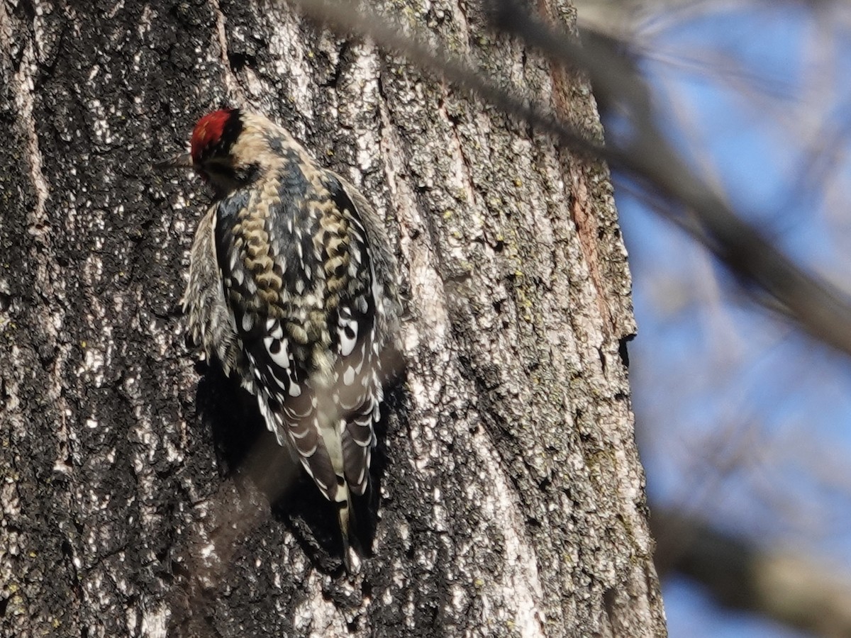 Yellow-bellied Sapsucker - ML646635817