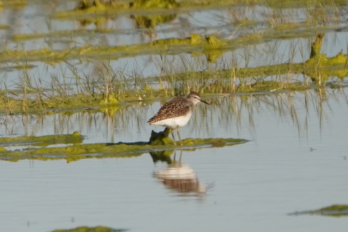 Wood Sandpiper - ML646635818
