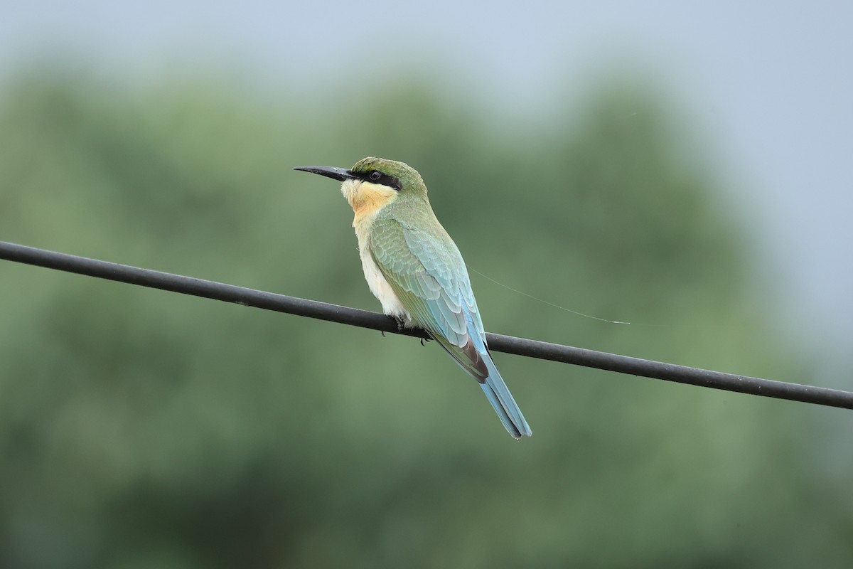 Blue-tailed Bee-eater - ML646635819