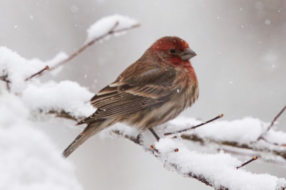 House Finch - ML646635820