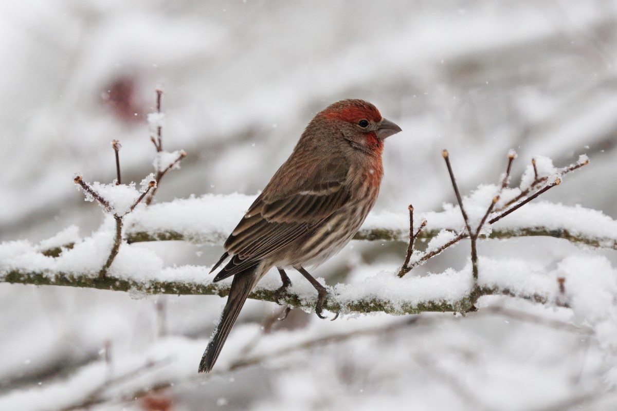 House Finch - ML646635821