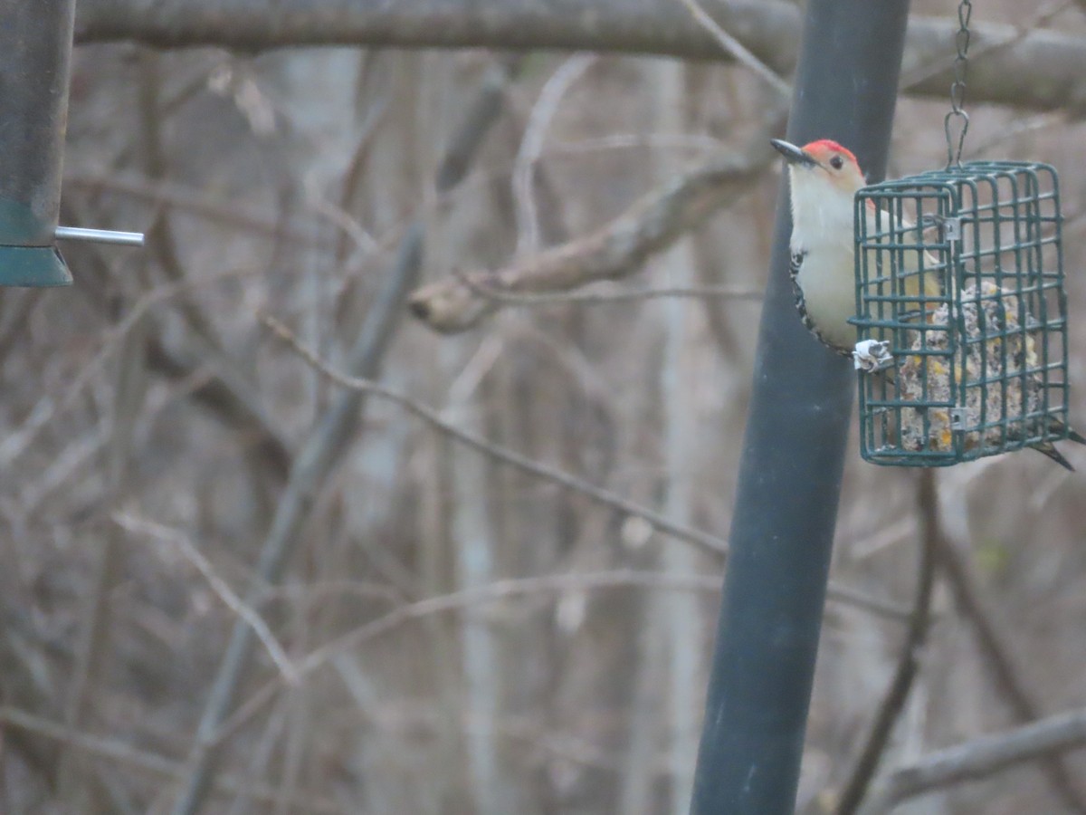 シマセゲラ - ML646635823