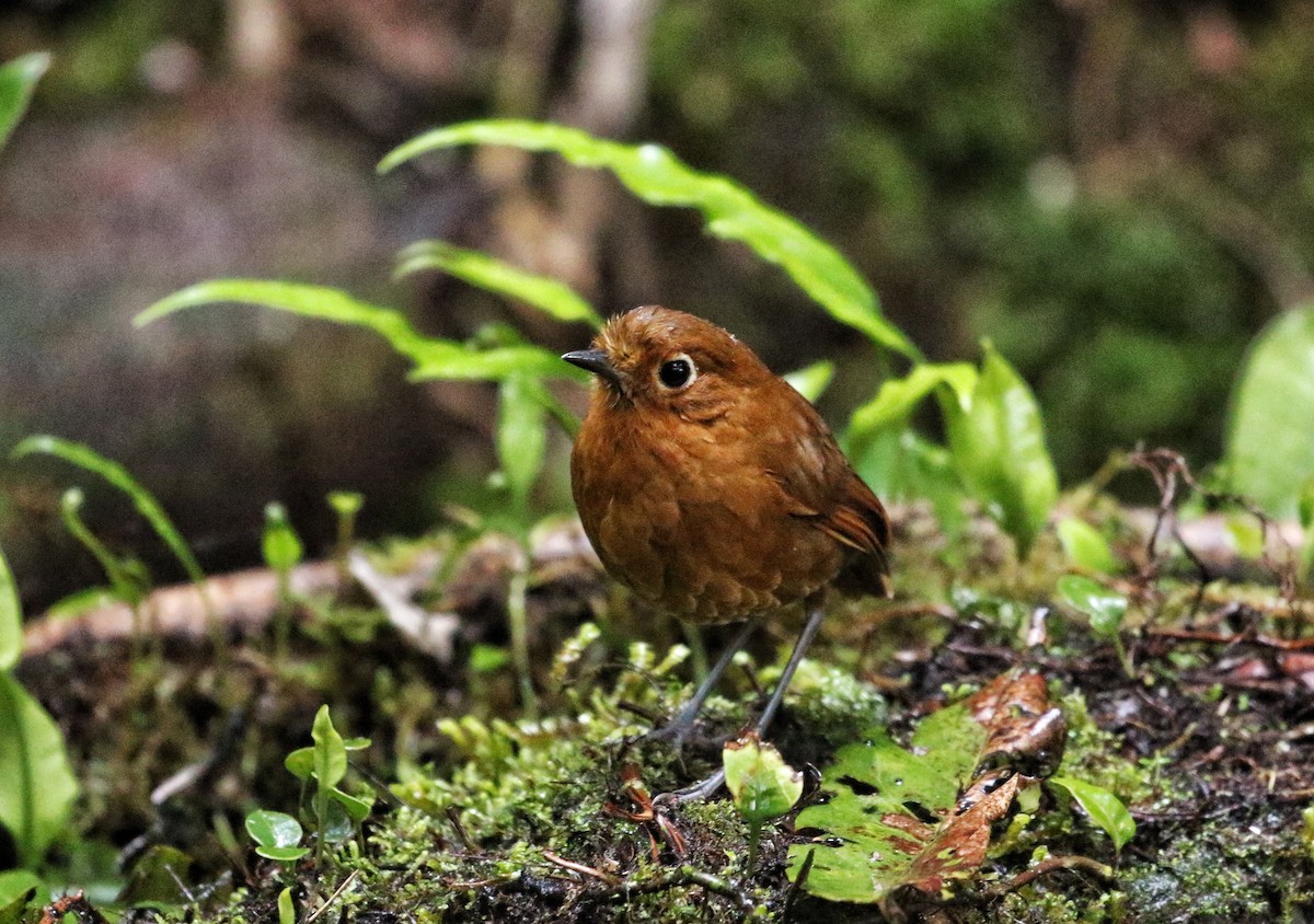 urubambamaurpitta - ML646635824