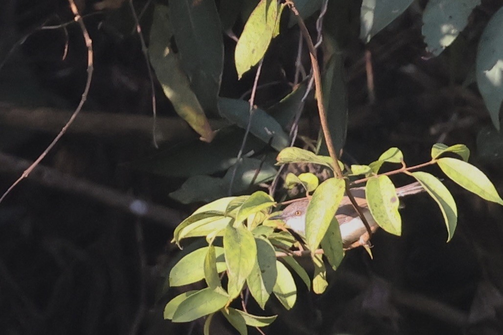 Gray-breasted Prinia - ML646635826