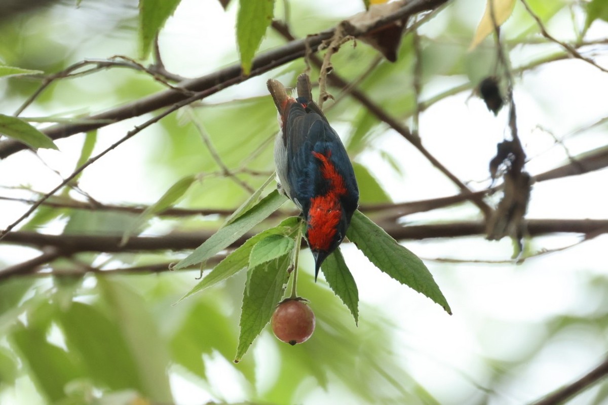 Огненноспинный цветоед - ML646635828