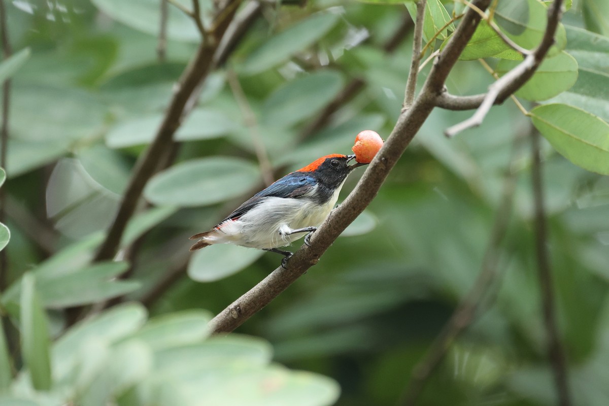 Огненноспинный цветоед - ML646635829