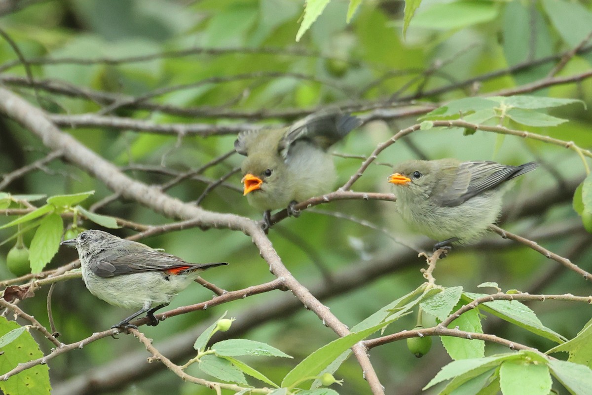 Огненноспинный цветоед - ML646635830