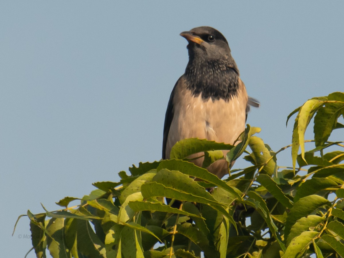 バライロムクドリ - ML646635835