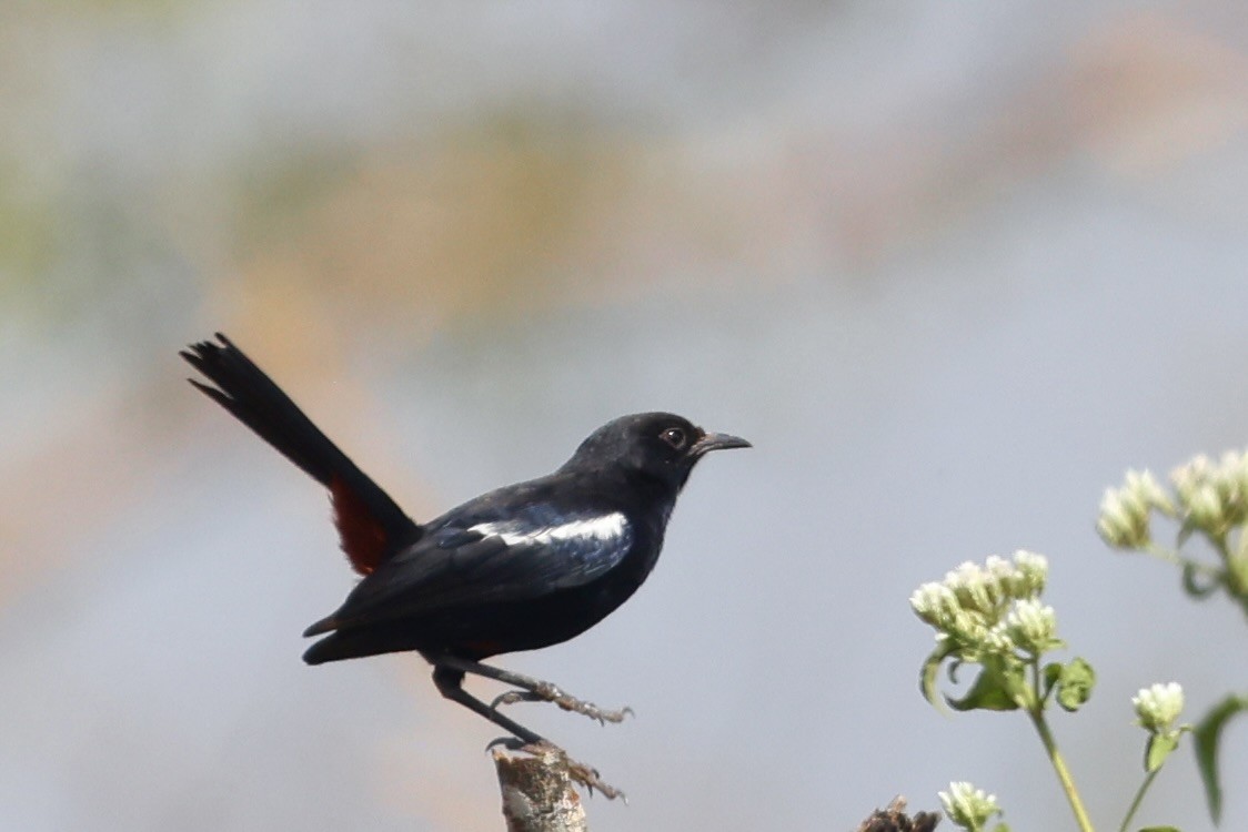 Indian Robin - ML646635837