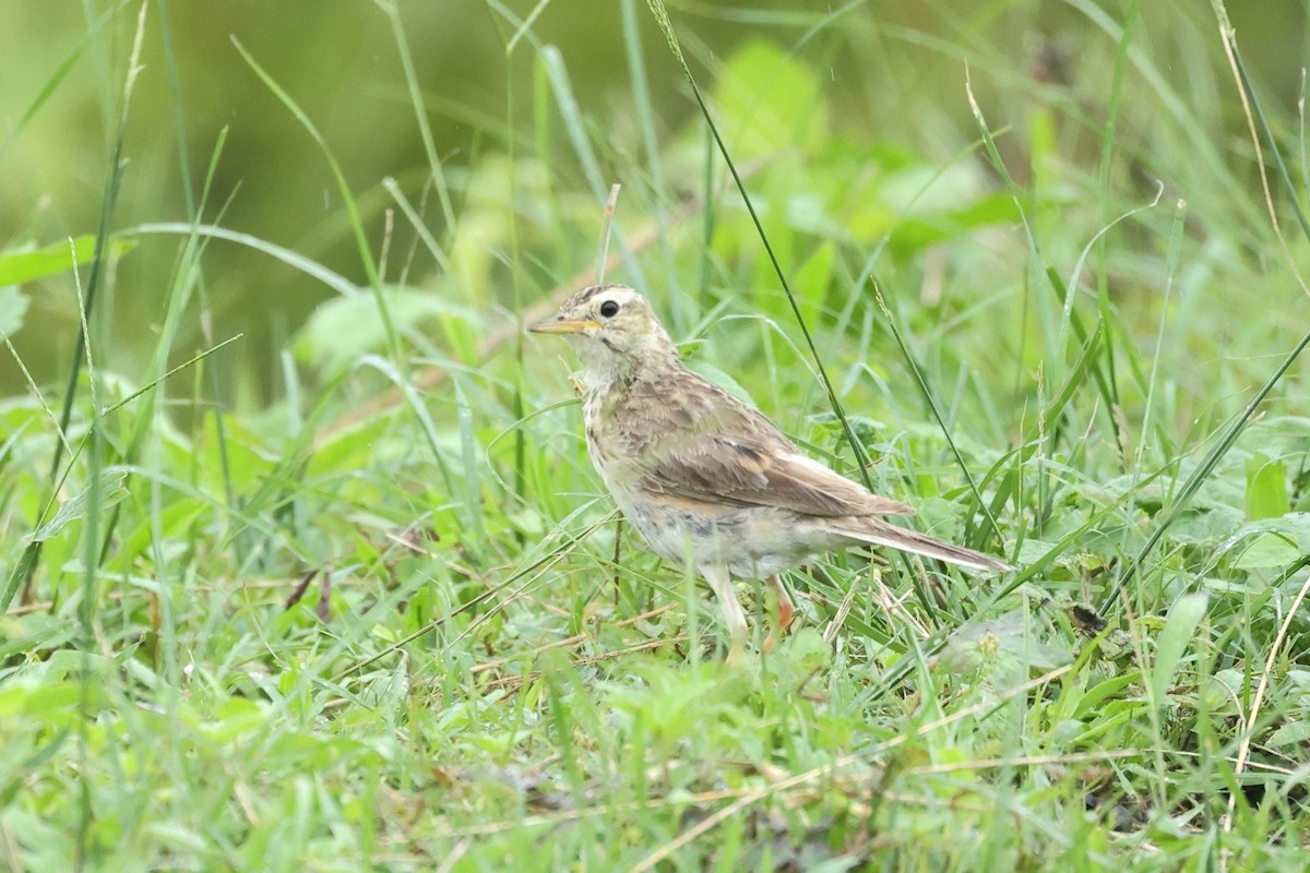 Рисовой конёк - ML646635843