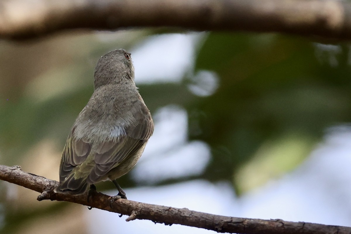 Thick-billed Flowerpecker - ML646635846