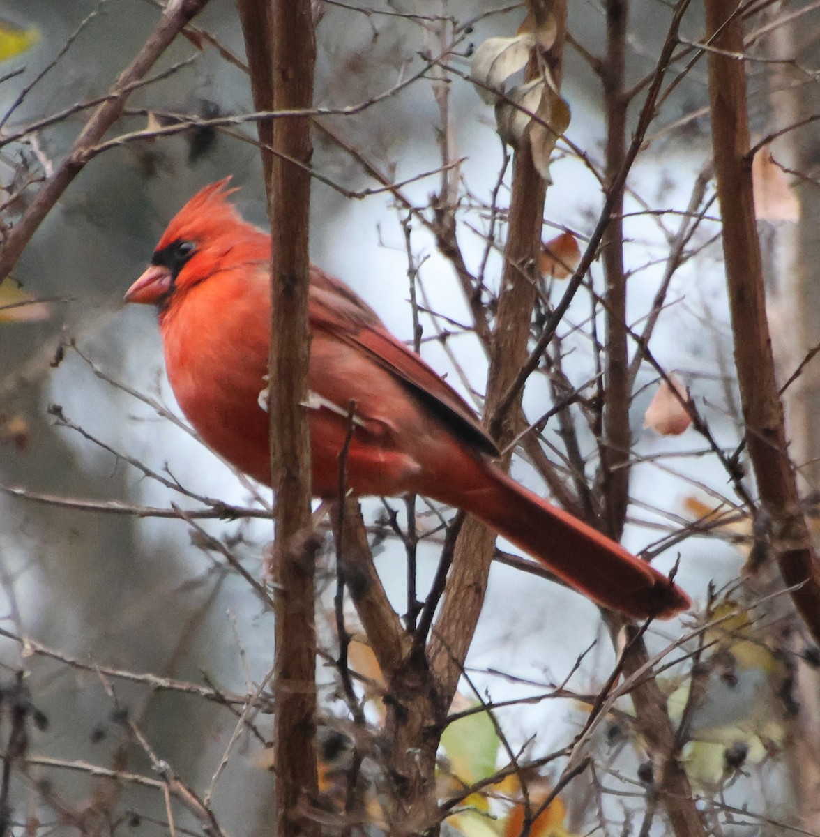 Kardinal arrunta - ML646635854