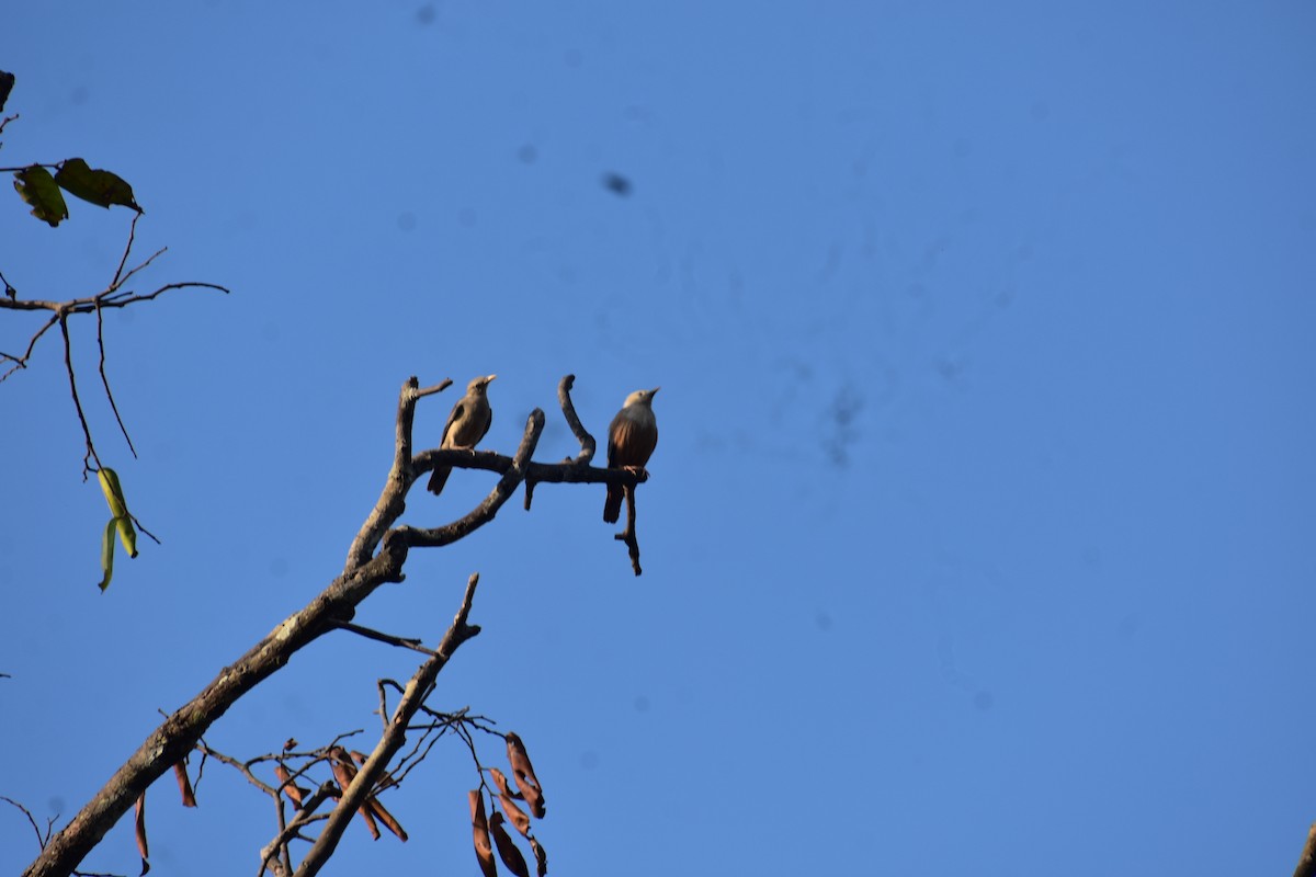 マラバームクドリ - ML646635856