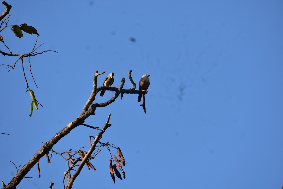 マラバームクドリ - ML646635857