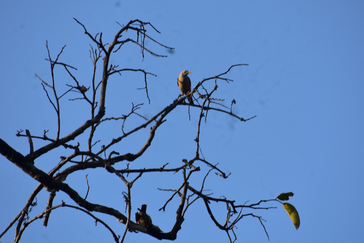 マラバームクドリ - ML646635858