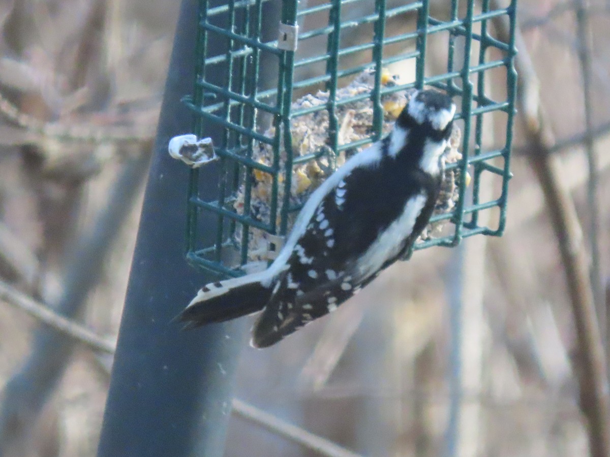 Downy Woodpecker - ML646635860