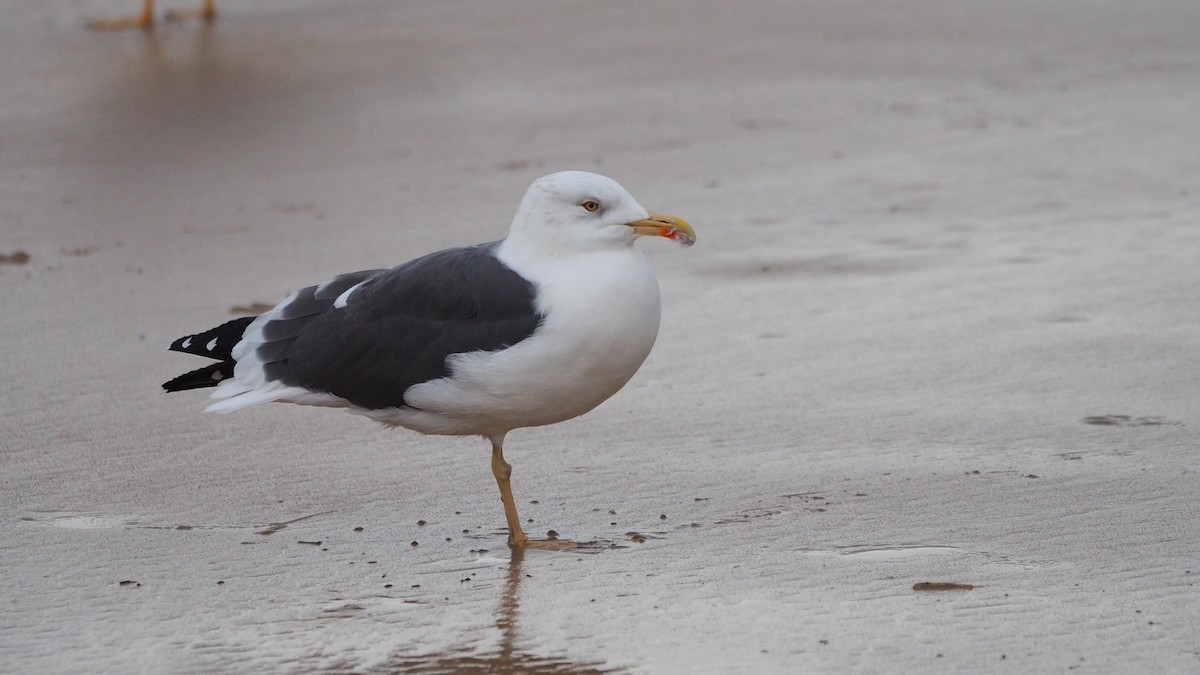 Lesser Black-backed Gull - ML646635867