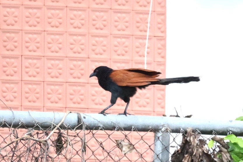 Большой кукаль - ML646635868