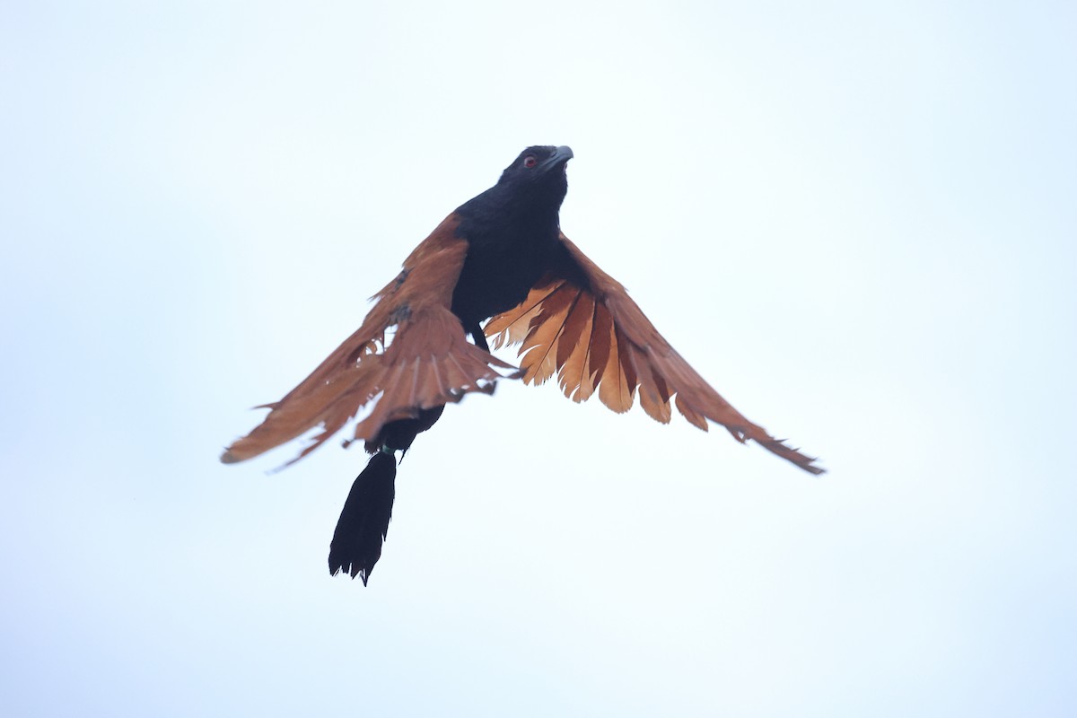 Большой кукаль - ML646635869