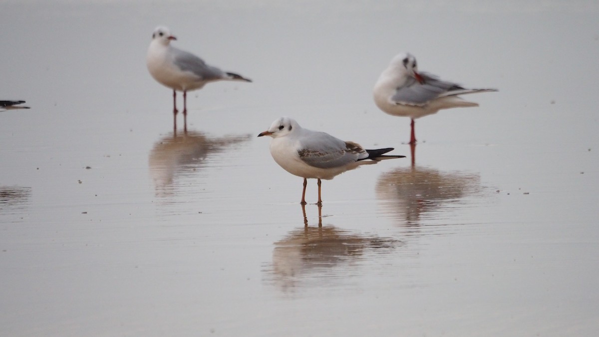 Black-headed Gull - ML646635881