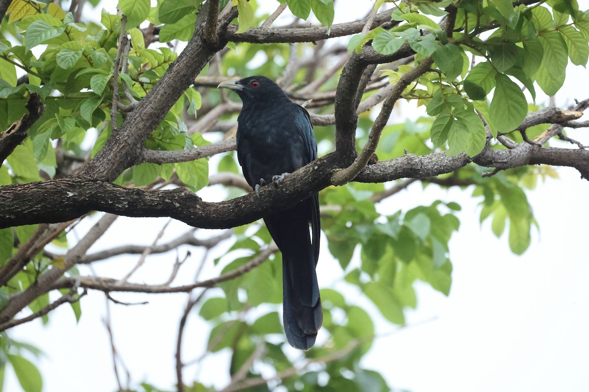 Коэль - ML646635885