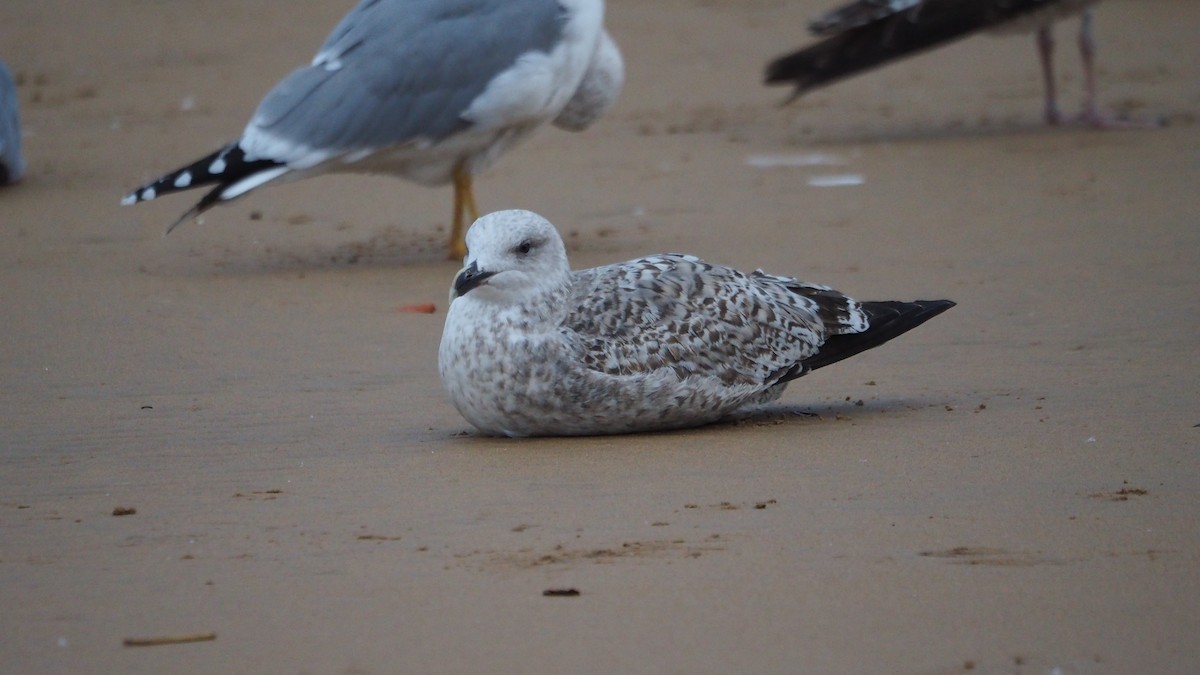 European Herring Gull - ML646635893