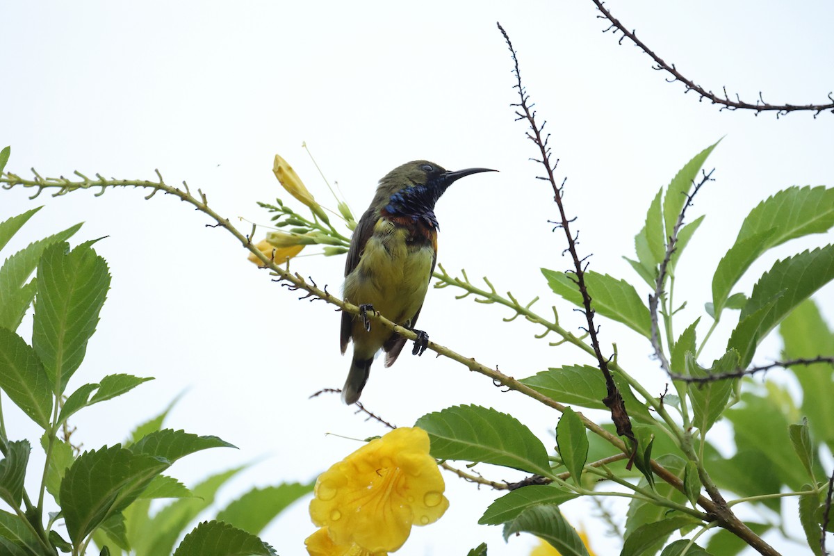 Ornate Sunbird - ML646635894