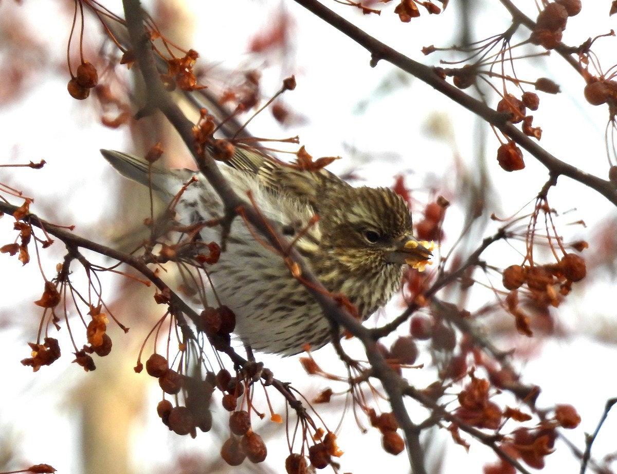 Cassin Çütresi - ML646635895