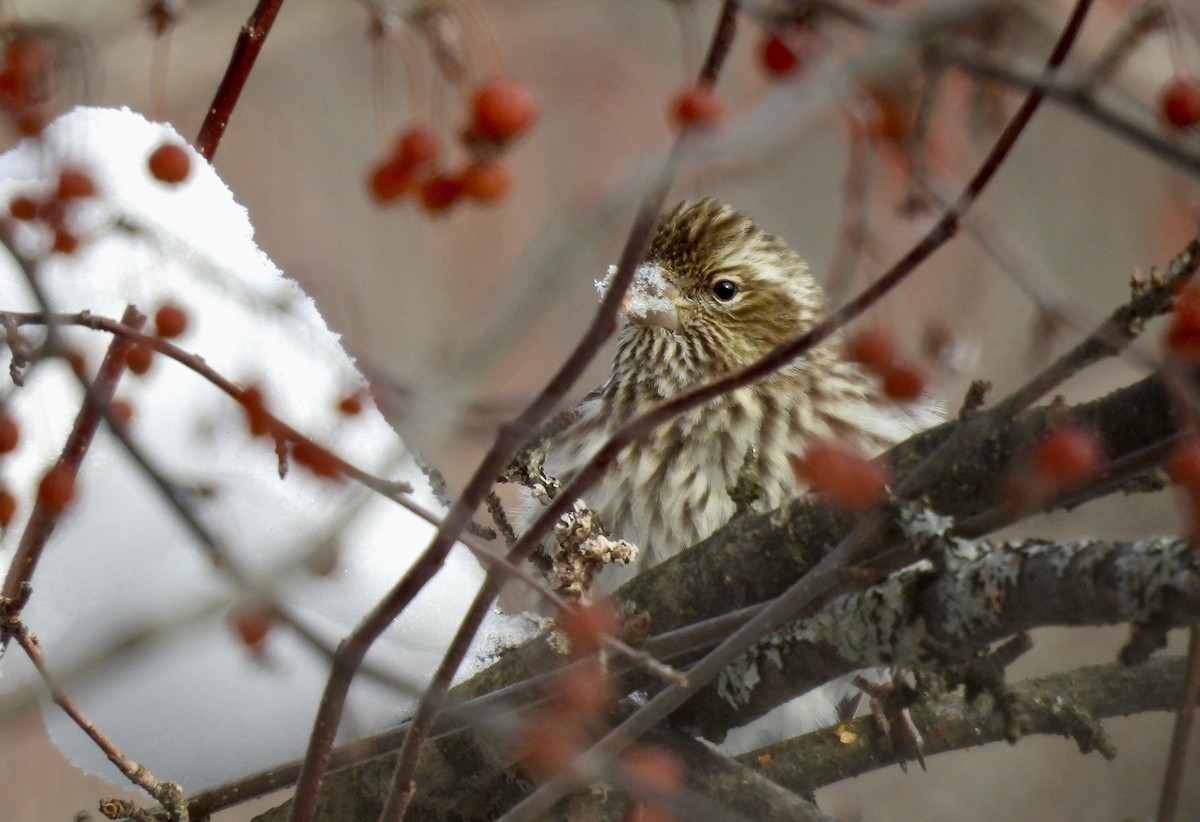 Cassin Çütresi - ML646635896