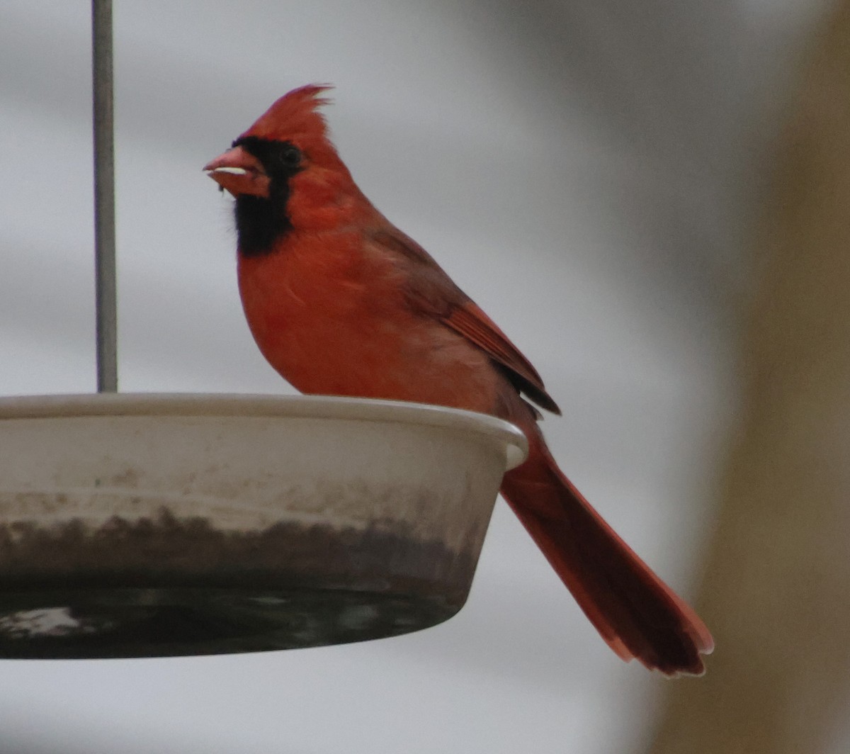 Kardinal arrunta - ML646635898