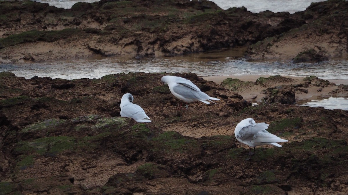 Mediterranean Gull - ML646635900